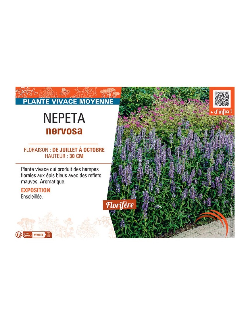 NEPETA NERVOSA