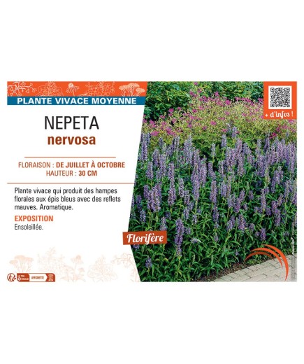 NEPETA NERVOSA