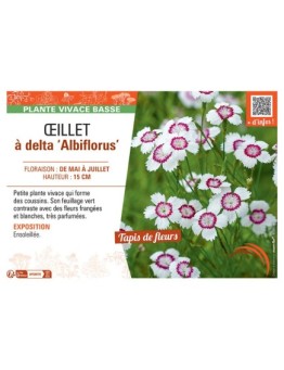 ŒILLET à DELTA ALBIFLORUS