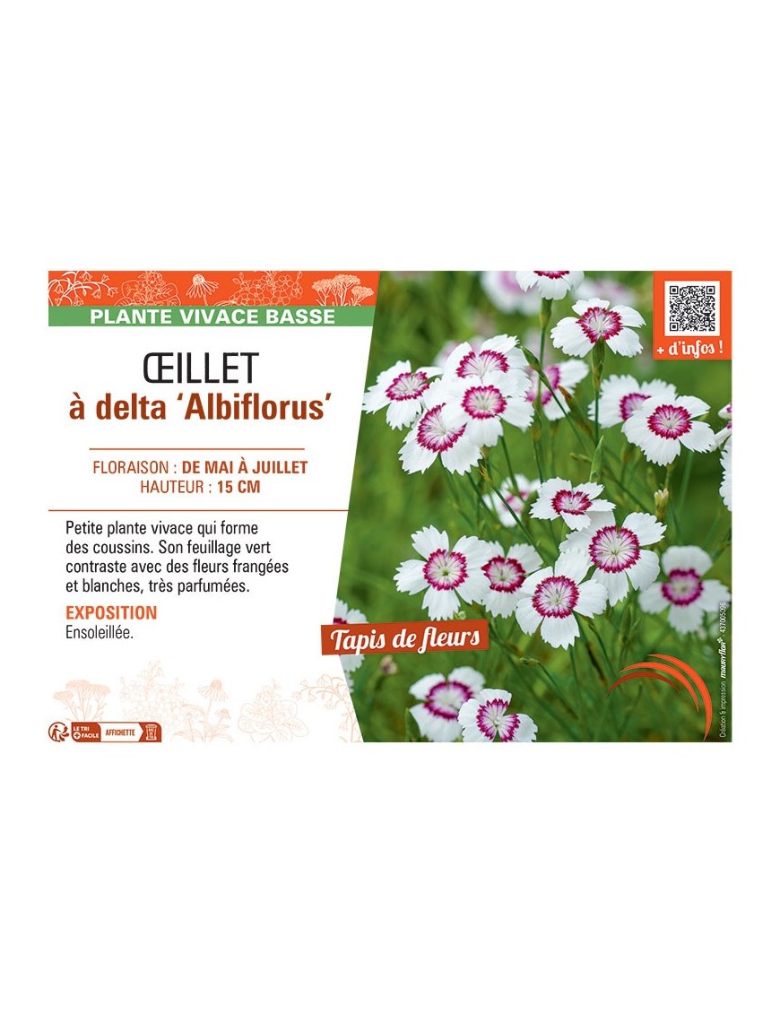 ŒILLET à DELTA ALBIFLORUS