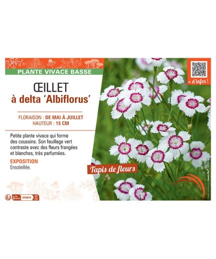 ŒILLET à DELTA ALBIFLORUS