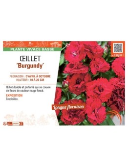 ŒILLET BURGUNDY