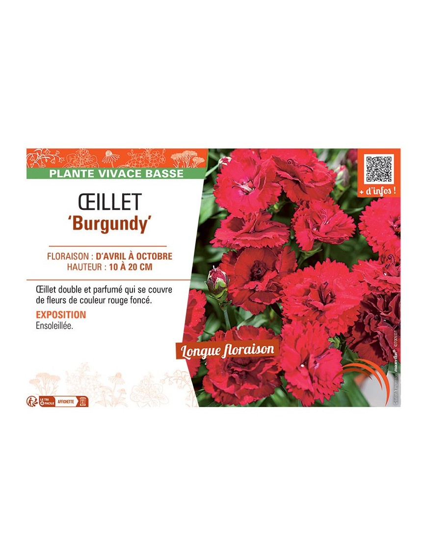 ŒILLET BURGUNDY