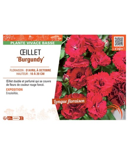 ŒILLET BURGUNDY