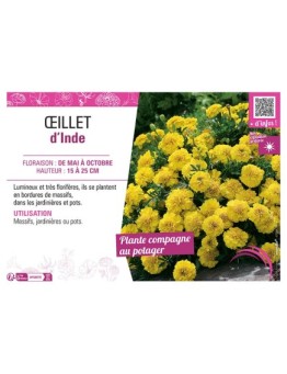 ŒILLET D'INDE (jaune)