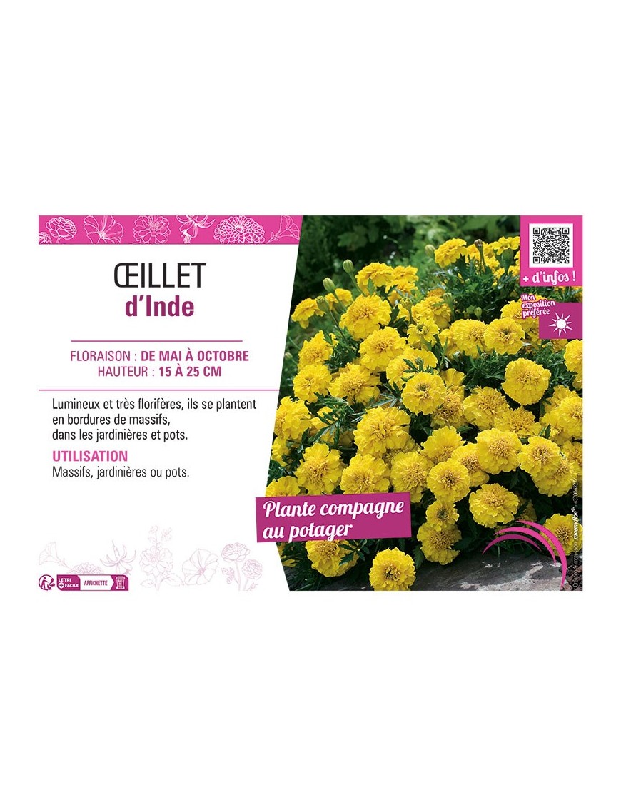 ŒILLET D'INDE (jaune)