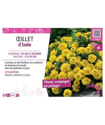 ŒILLET D'INDE (jaune)