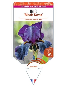 IRIS (germanica) Black Swan