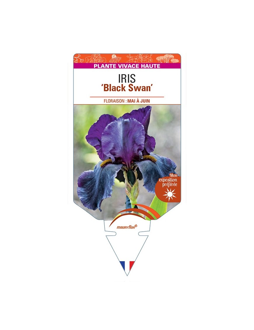 IRIS (germanica) Black Swan
