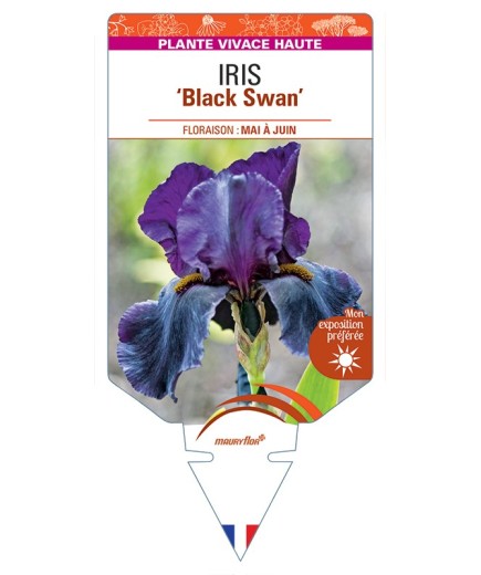 IRIS (germanica) Black Swan