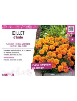 ŒILLET D'INDE (orange)