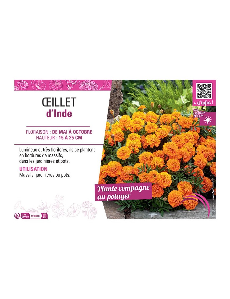 ŒILLET D'INDE (orange)