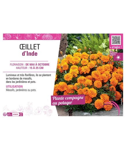 ŒILLET D'INDE (orange)