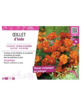 ŒILLET D'INDE (rouge et brun)