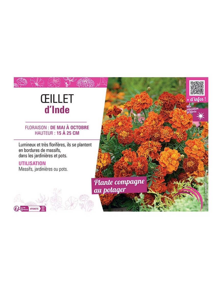 ŒILLET D'INDE (rouge et brun)
