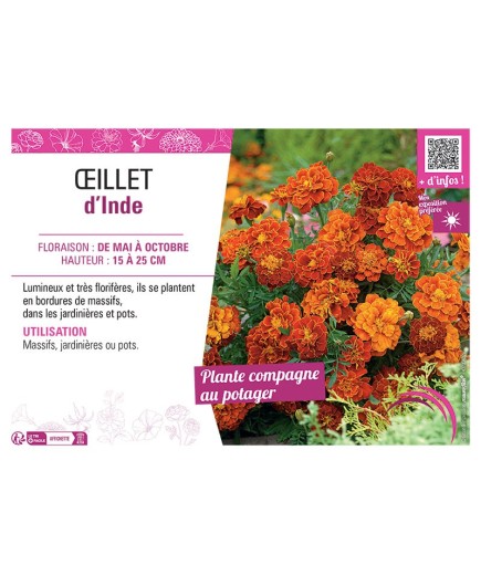 ŒILLET D'INDE (rouge et brun)