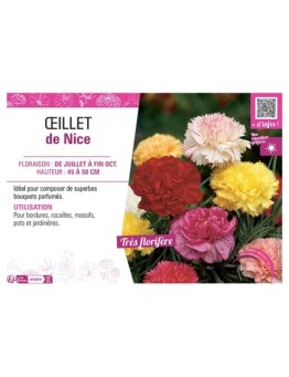 ŒILLET DE NICE (varié)