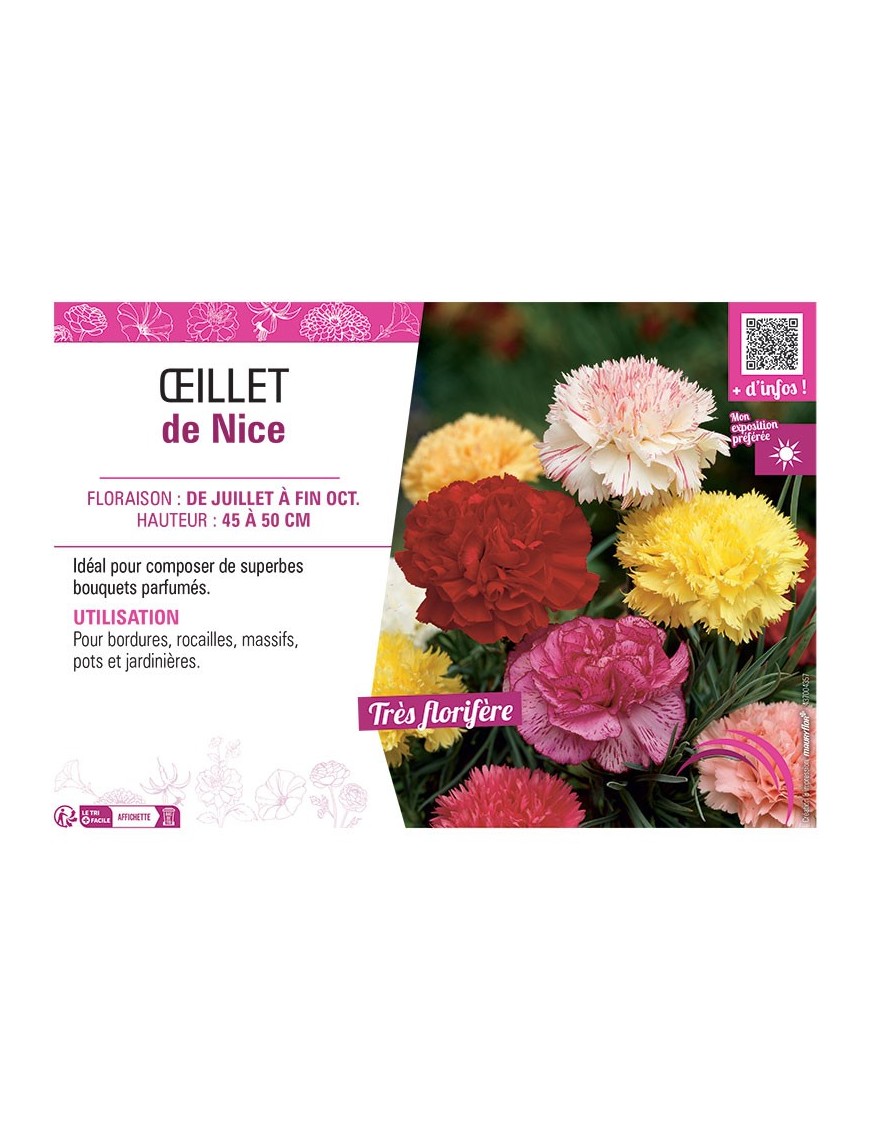 ŒILLET DE NICE (varié)