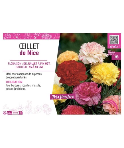 ŒILLET DE NICE (varié)
