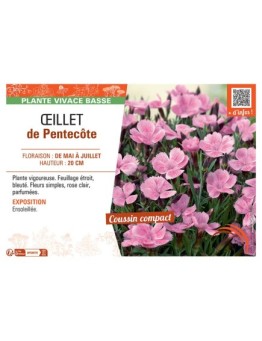 ŒILLET DE PENTECÔTE