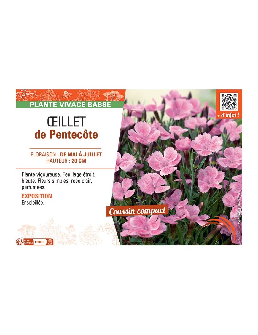 ŒILLET DE PENTECÔTE