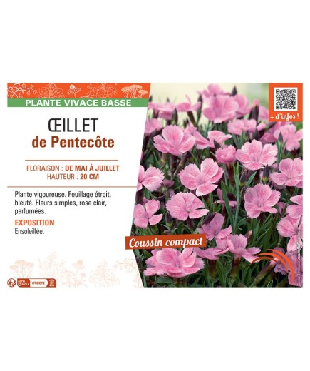 ŒILLET DE PENTECÔTE