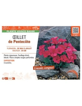 ŒILLET DE PENTECÔTE (rouge)