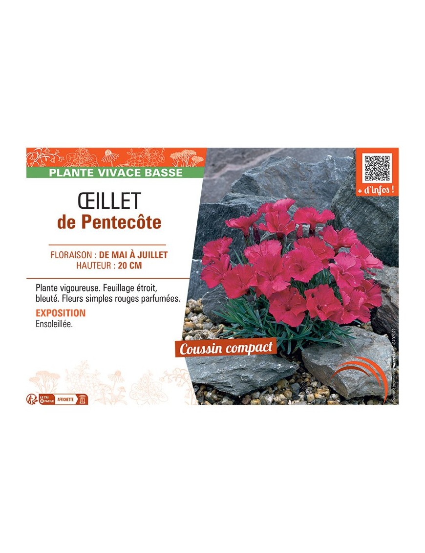 ŒILLET DE PENTECÔTE (rouge)