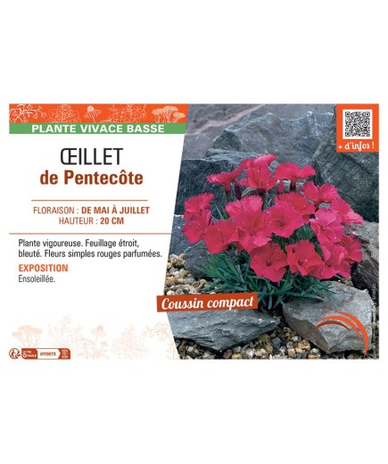 ŒILLET DE PENTECÔTE (rouge)