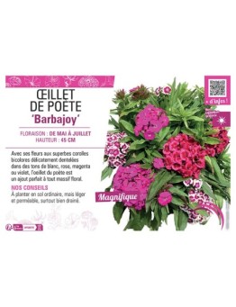 ŒILLET DE POETE BARBAJOY