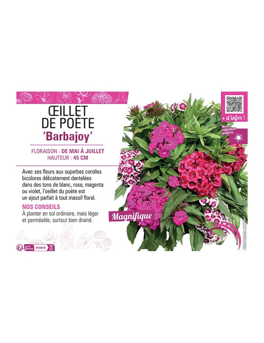 ŒILLET DE POETE BARBAJOY