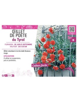 ŒILLET DE POETE DU TYROL