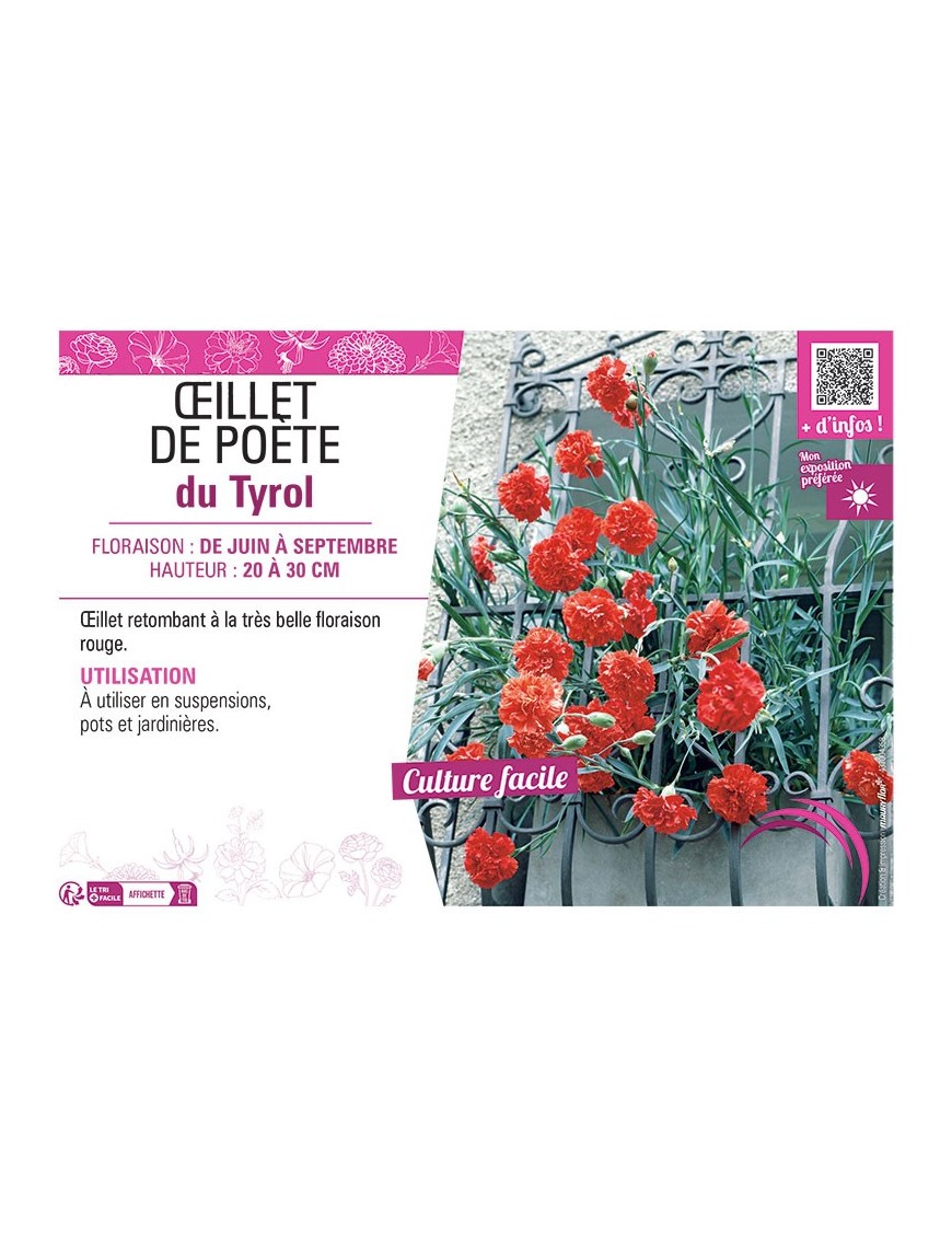 ŒILLET DE POETE DU TYROL