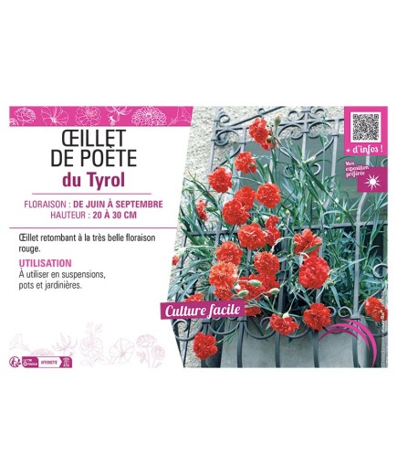 ŒILLET DE POETE DU TYROL