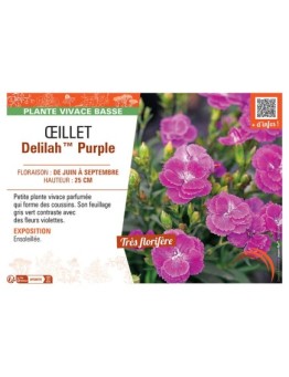 ŒILLET DELILAH™ PURPLE
