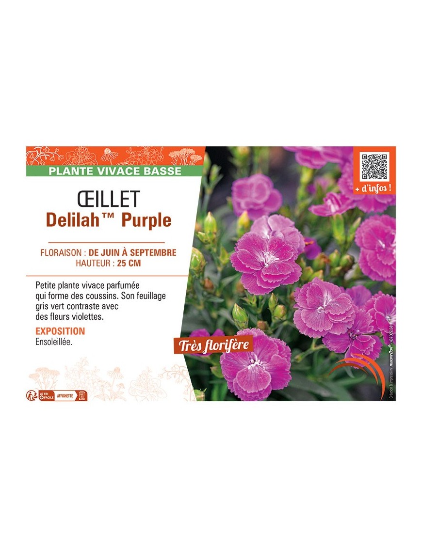 ŒILLET DELILAH™ PURPLE