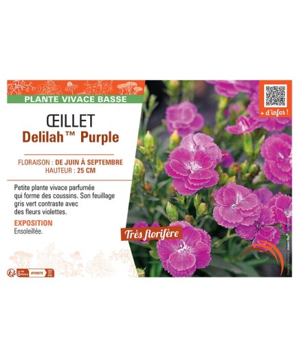 ŒILLET DELILAH™ PURPLE