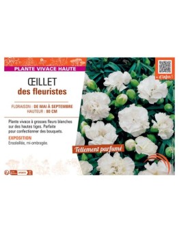 ŒILLET DES FLEURISTES (blanc)