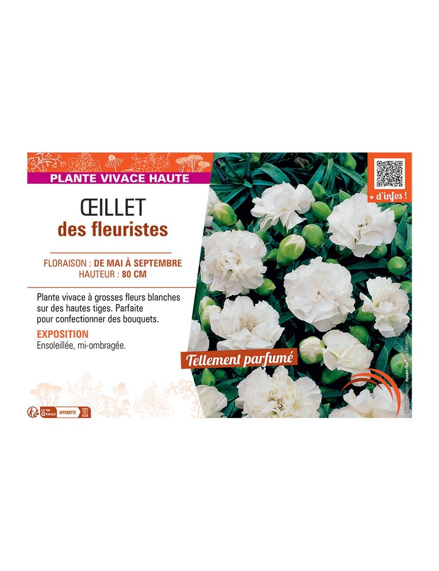 ŒILLET DES FLEURISTES (blanc)