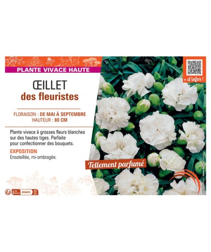 ŒILLET DES FLEURISTES (blanc)