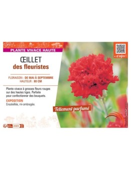 ŒILLET DES FLEURISTES (rouge)