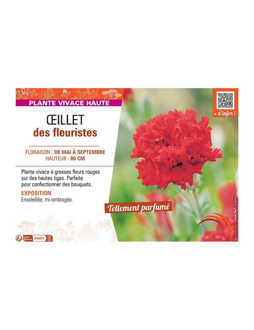 ŒILLET DES FLEURISTES (rouge)