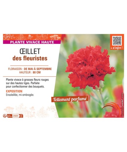 ŒILLET DES FLEURISTES (rouge)