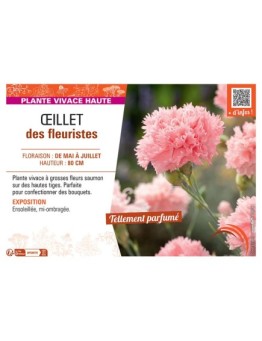 ŒILLET DES FLEURISTES (saumon)