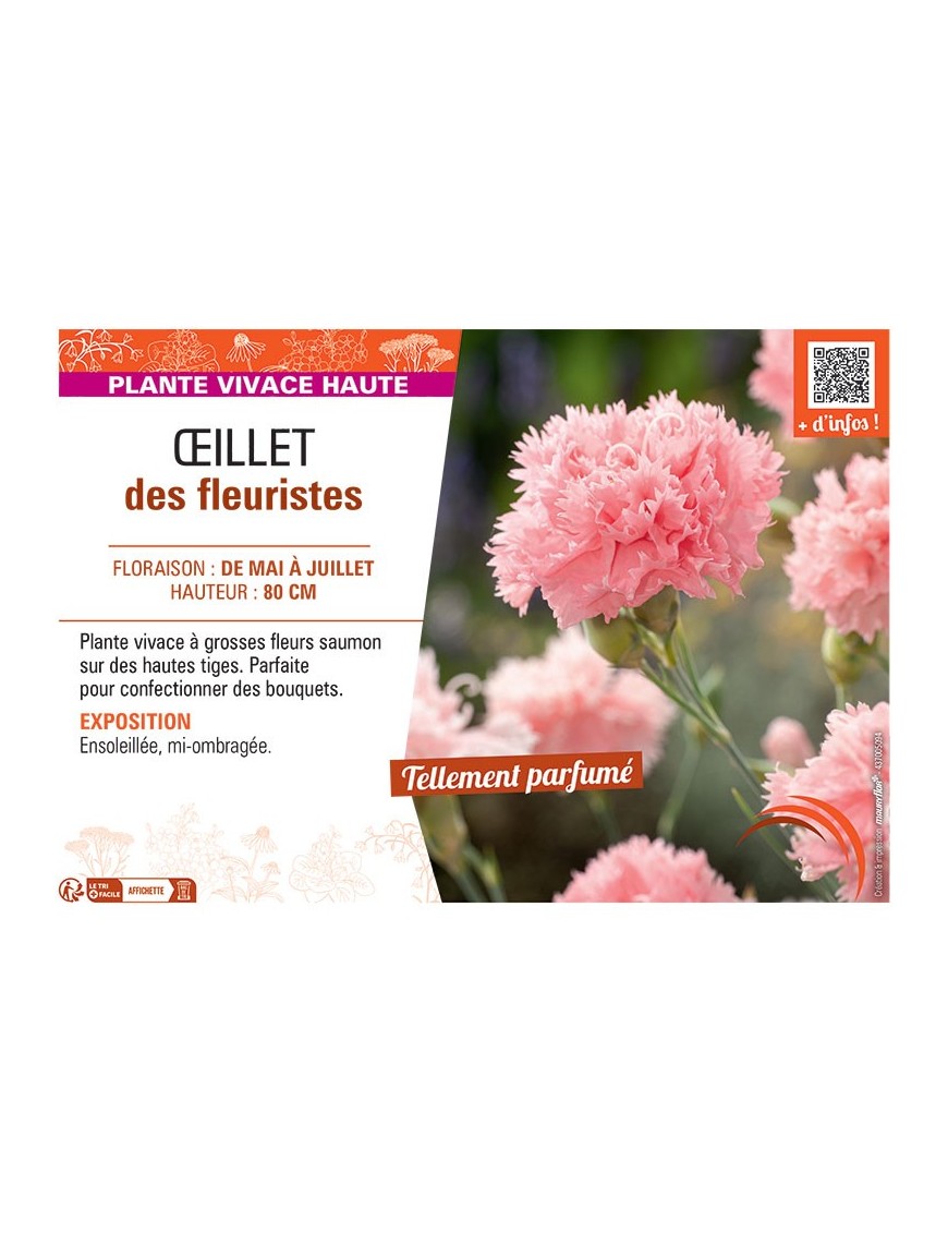 ŒILLET DES FLEURISTES (saumon)