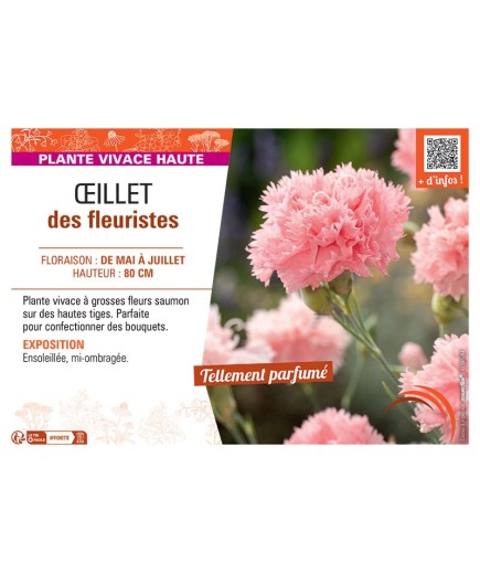 ŒILLET DES FLEURISTES (saumon)