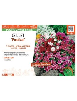 ŒILLET FESTIVAL