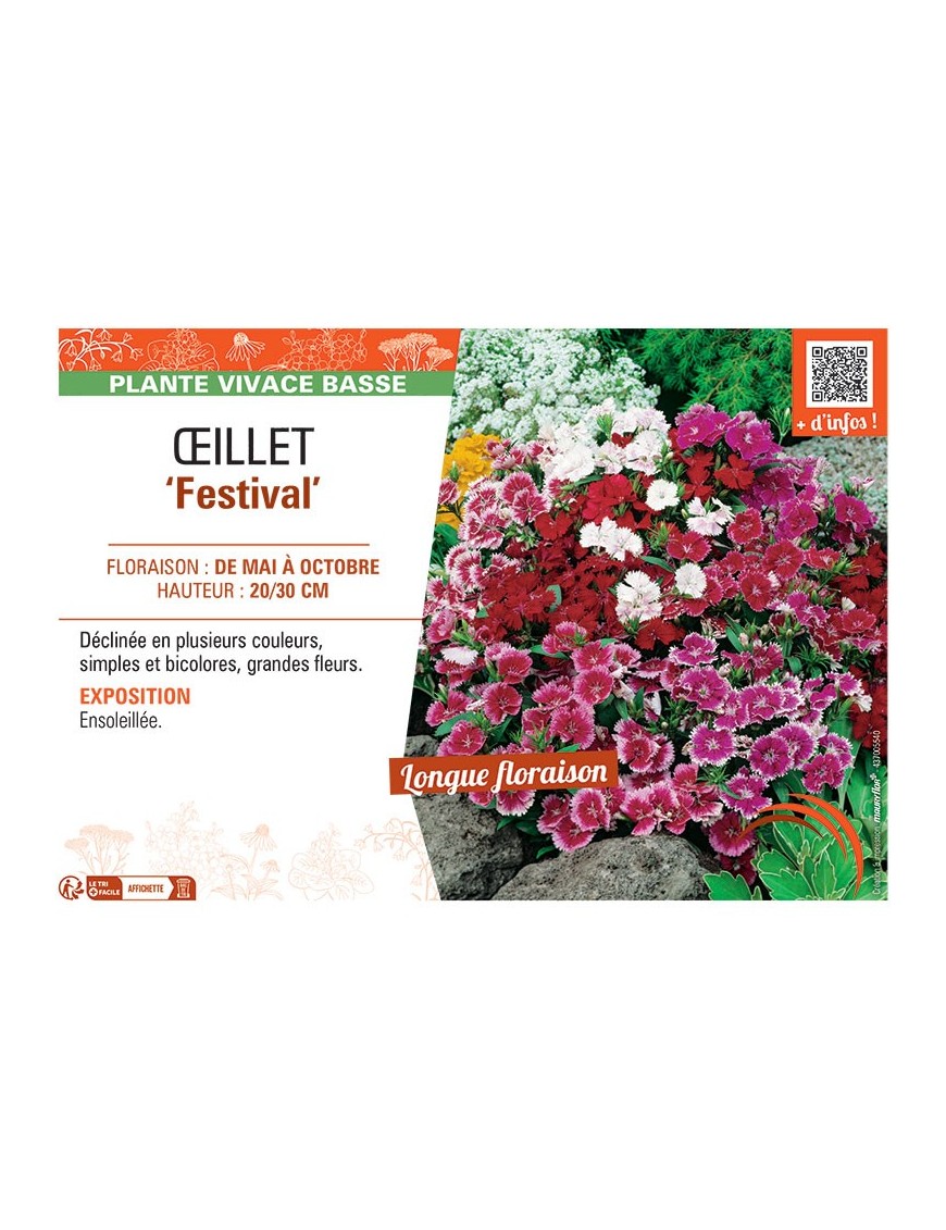 ŒILLET FESTIVAL