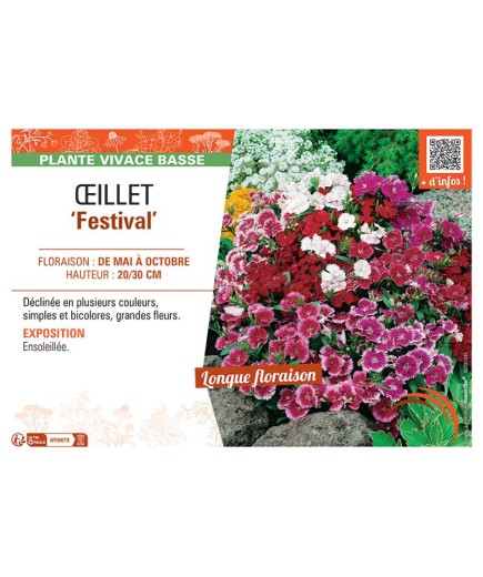 ŒILLET FESTIVAL
