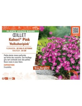 ŒILLET KAHORI® PINK